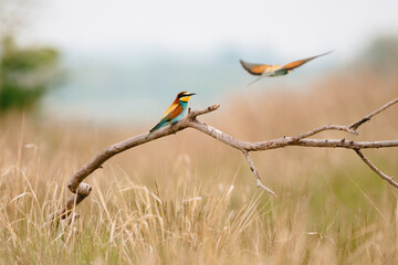 Fototapeta premium European bee-eater merops apiaster colorful beautiful bird