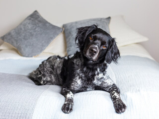 Beautiful black and white French Brittany dog lying down on bed with head cocked
