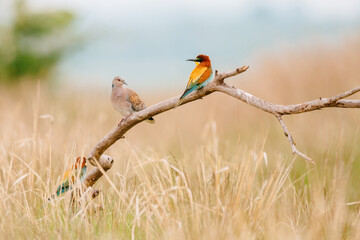 Bee-eater and Turtle dove on the branch