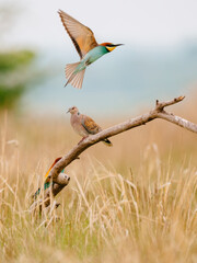 Bee-eater and Turtle dove on the branch
