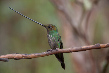 Sword-billed Hummingbird on a branch in Ecuador. The Sword-billed hummingbird is the only...