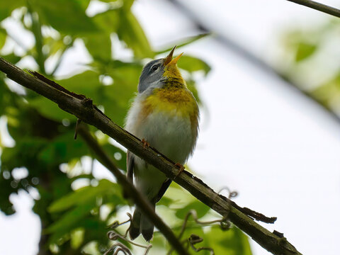 Northern Parula bird on a branch sings