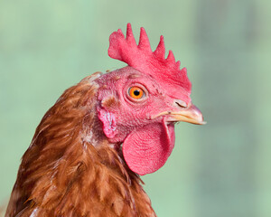 Close up of head of red brown chicken isolated