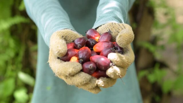 Slow Motion of young Asian farmer showing Palm oil seeds on hand 