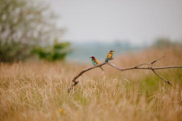 European bee-eater merops apiaster colorful beautiful bird