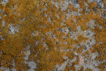 Concrete wall covered with yellow lichen