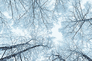 Snow-covered treetops on sky background