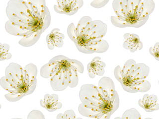 Pattern of white flowers with yellow stamens on a white background