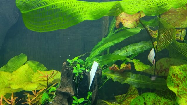 Underwater shooting of green algae in the aquarium