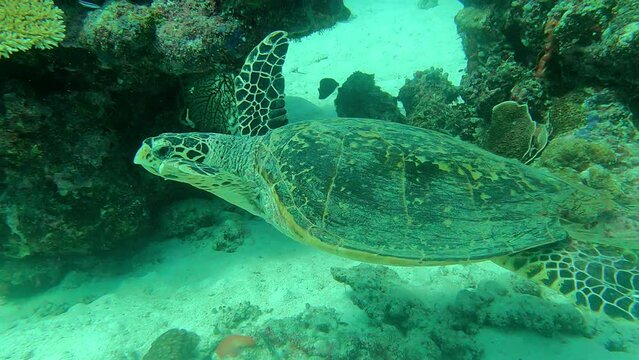 Filmed from above as followed by a diver as it is looking for something to eat, Green Sea Turtle Chelonia mydas, Palau.