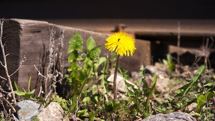 Yellow dandelion on the background of rails