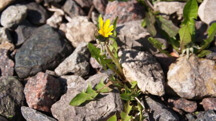 a half-bloomed dandelion among the stones