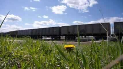 Dandelion in the grass on the background of train wagons