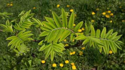 Young leaves of rowan on a sunny day