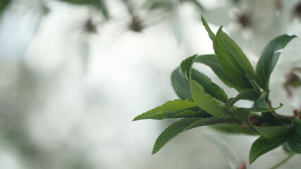 a branch with green leaves on a light background