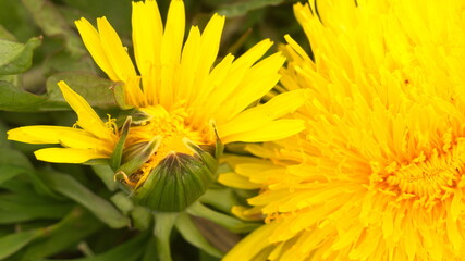 Spring yellow dandelions in the meadow