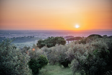 Beautiful sunset over olive grove in hilly landscape of Italy