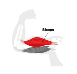 Arm muscle anatomical illustration ( biceps ) - obrazy, fototapety, plakaty