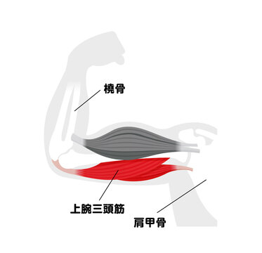 上腕 Images Browse 246 Stock Photos Vectors And Video Adobe Stock