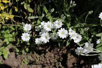 white beautiful flowers spring nature