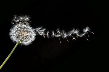 Löwenzahn Pusteblume mit fliegenden Samen vor schwarzem Hintergrund