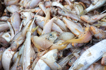 sea fish stock on beach in bangladesh