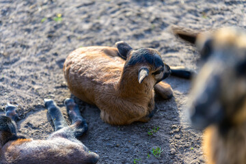 Kleine Ziege auf dem Boden in einem Tierpark