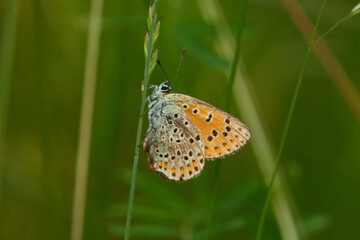  Brauner Feuerfalter (Lycaena tityrus) Weibchen