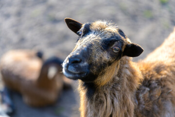 Fototapeta premium Ziege mit Blick in die Kamera in einem Tierpark