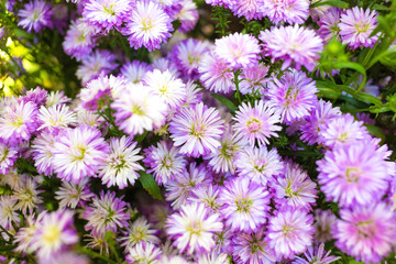 Obraz premium Symphyotrichum cordifolium, commonly known as the common blue aster. blue wood-aster and blue-purple wood asters It is a herbaceous plant with flowers similar to blue daisies.