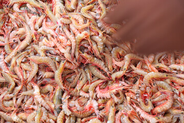 sea shrimp stock on market