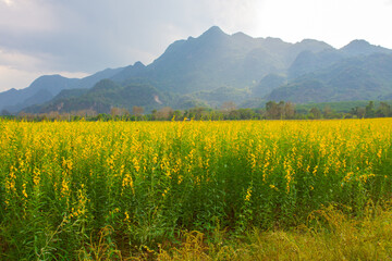 Sunhemp flowers in the field.  Blurred and soft focus of Sunhemp field with copy space and text.