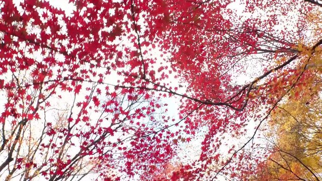 KYOTO, JAPAN : View of maple leaf and tree. Japanese autumn leaves and winter season concept video. Abstract background image shot.