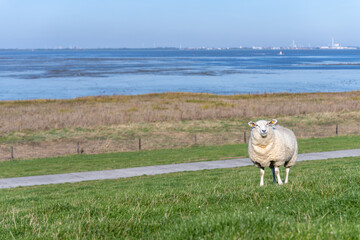 Schaf mit Blick auf das Wattenmeer an der Nordsee