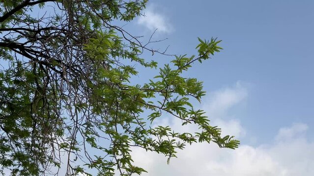 Tamarind tree with blue sky