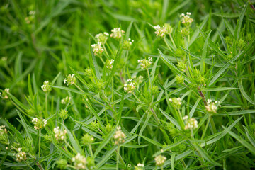 プランタゴサイリウム　学名：Plantago...