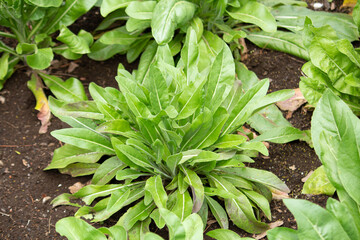 ホソバタイセイ（細葉大青）　学名：Isatis tinctoria　別名：ウォード（woad）