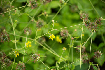 ダイコンソウ　学名：Geum japonicum　生薬名：スイヨウバイ（水楊梅）