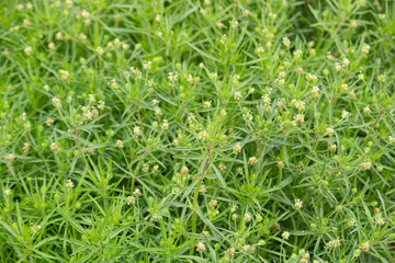 プランタゴサイリウム　学名：Plantago...