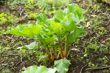 ルバーブ、別名：マルバダイオウ、ショクヨウダイオウ　学名：Theum rhaponticum、食用