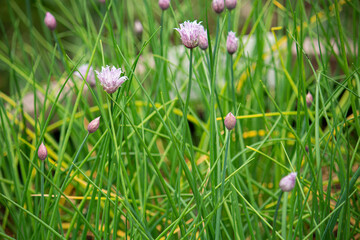 チャイブ（英: Chives、学名: Allium schoenoprasum var. schoenoprasum）和名：エゾネギ　別名：セイヨウアサツキ、食用