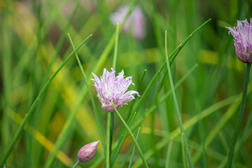 チャイブ（英: Chives、学名: Allium schoenoprasum var. schoenoprasum）和名：エゾネギ　別名：セイヨウアサツキ、食用