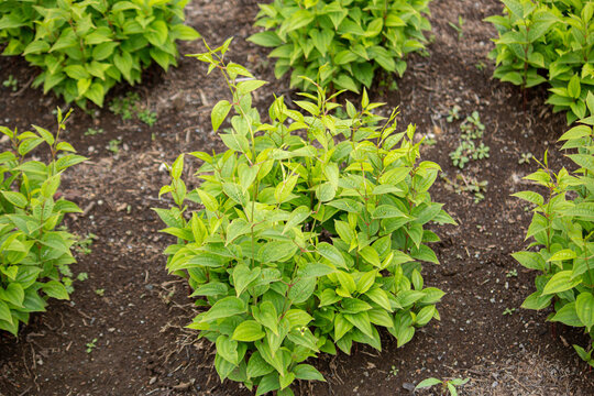 ビャクブ（百部）　学名：Stemona japonica　生薬名：ビャクブ