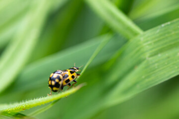 Propylea quatuordecimpunctata - 14-spotted ladybird beetle - Coccinelle à damier - Coccinelle à 14 points