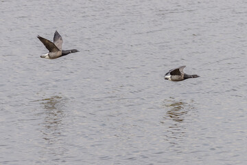 Brent goose (Branta bernicla)