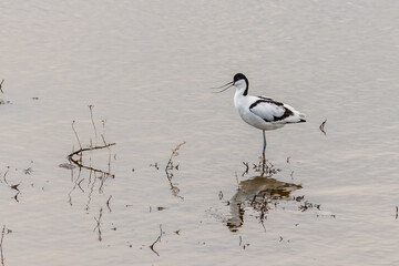 avocet (Recurvirostra avosetta)