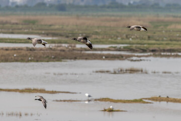 Brent goose (Branta bernicla)