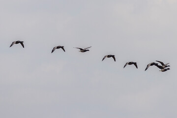 Brent goose (Branta bernicla)