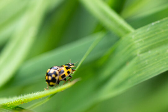Propylea quatuordecimpunctata - 14-spotted ladybird beetle - Coccinelle à damier - Coccinelle à 14 points
