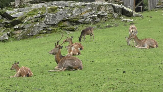 Group Of Deer Sitting On Ground Eating Grass At Zoo In Austria